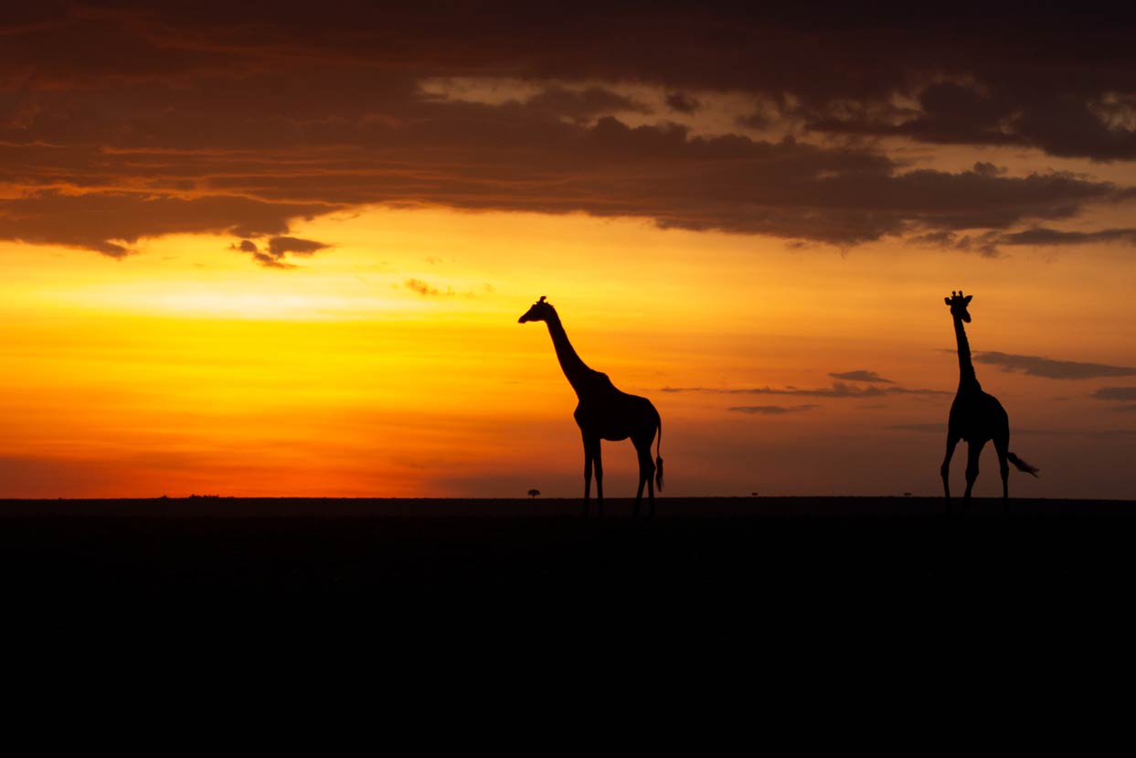 giraffes at sunset