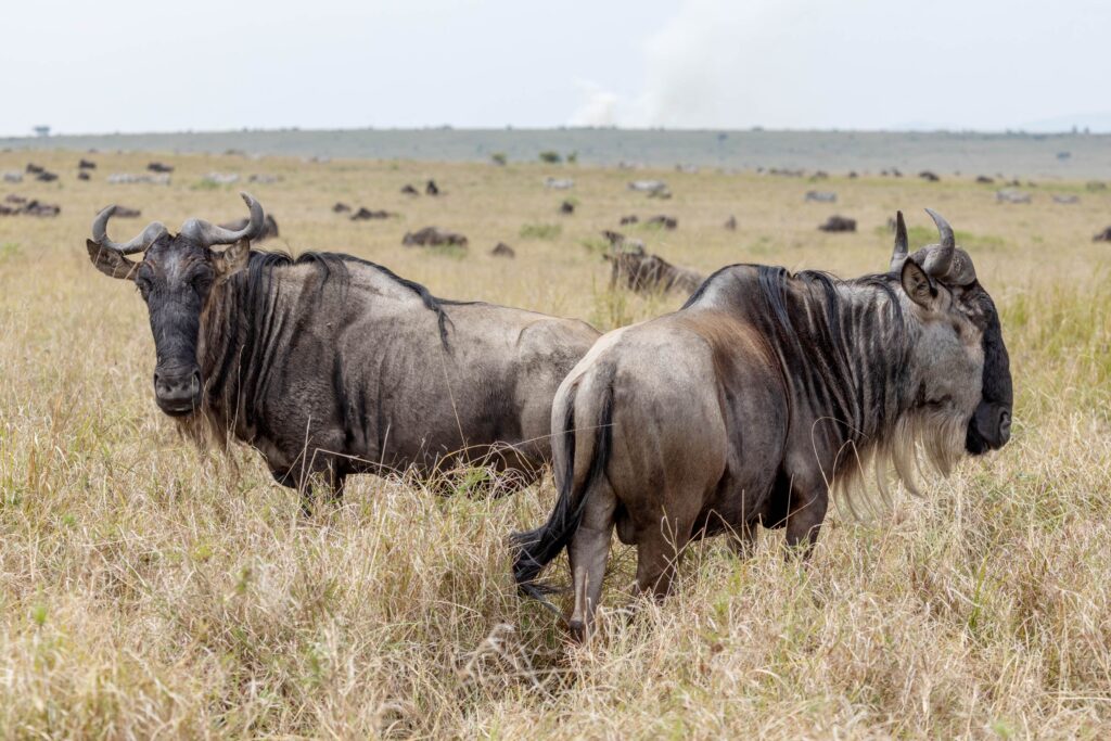 Wildebeest at Masai Mara
