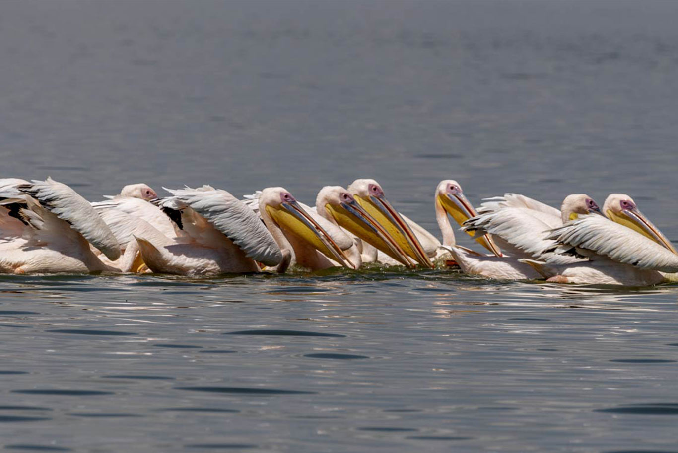 A group of pelicans on a lake