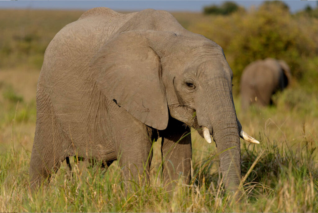 African Elephant Walking