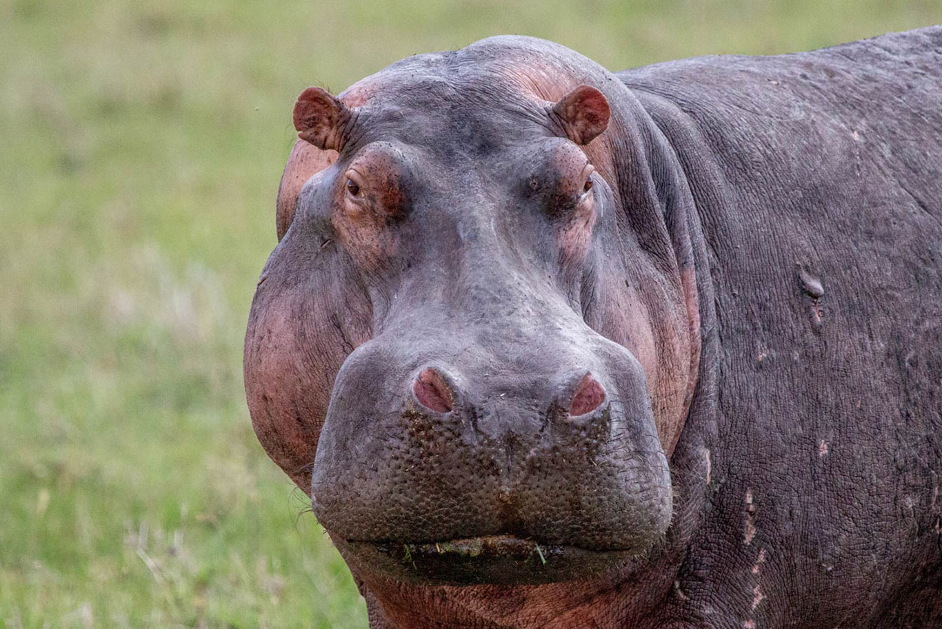 Hippo