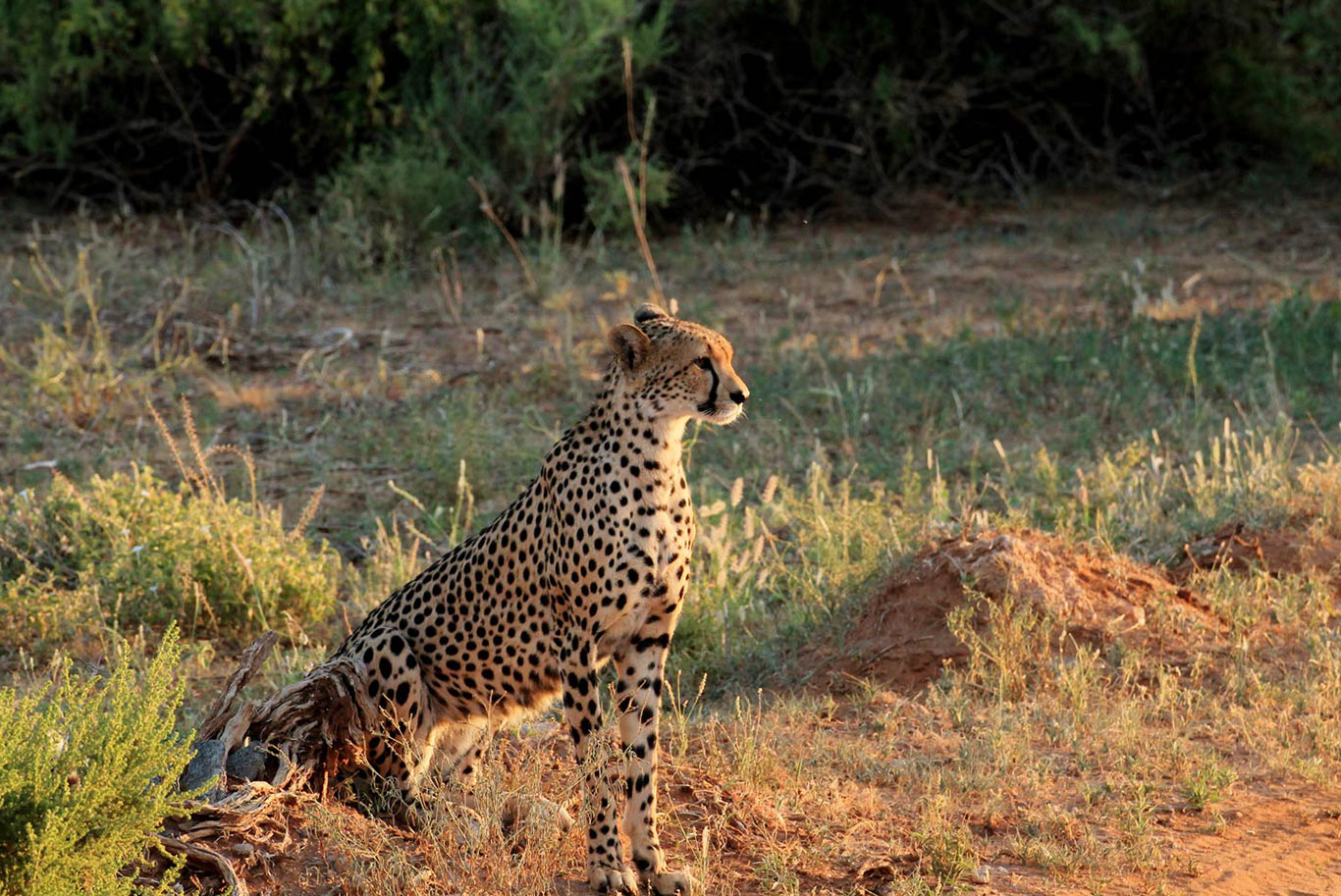 cheetah