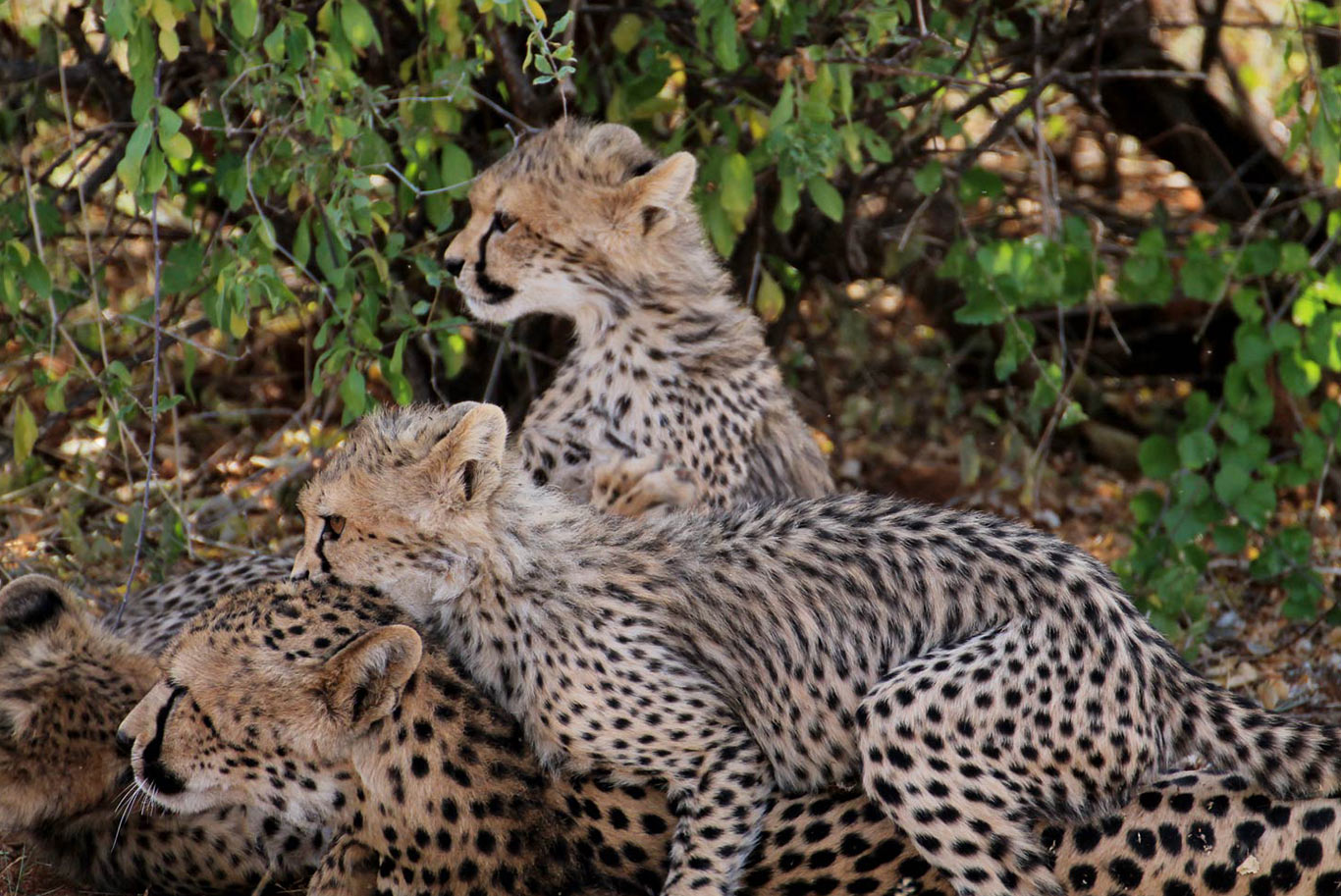 cheetahs