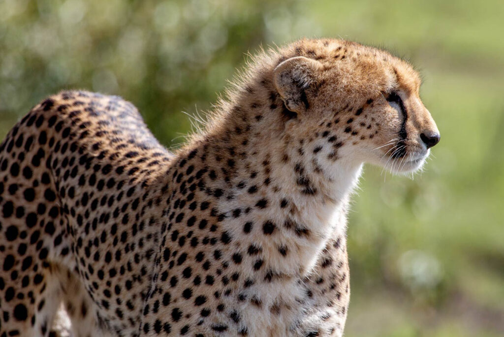 Cheetah in Profile