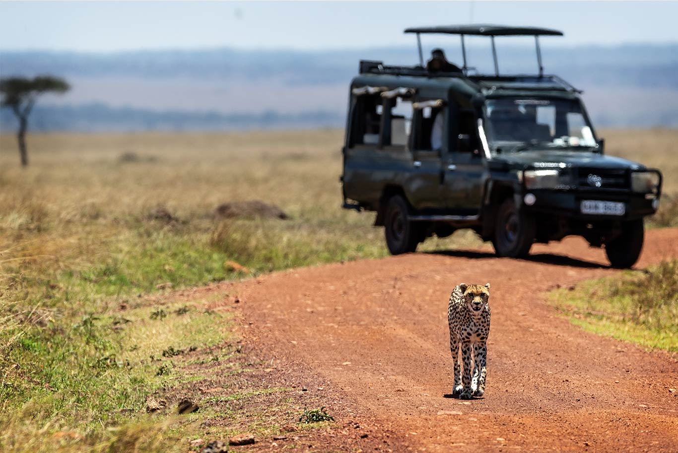 safari jeep tour viewing cheetah