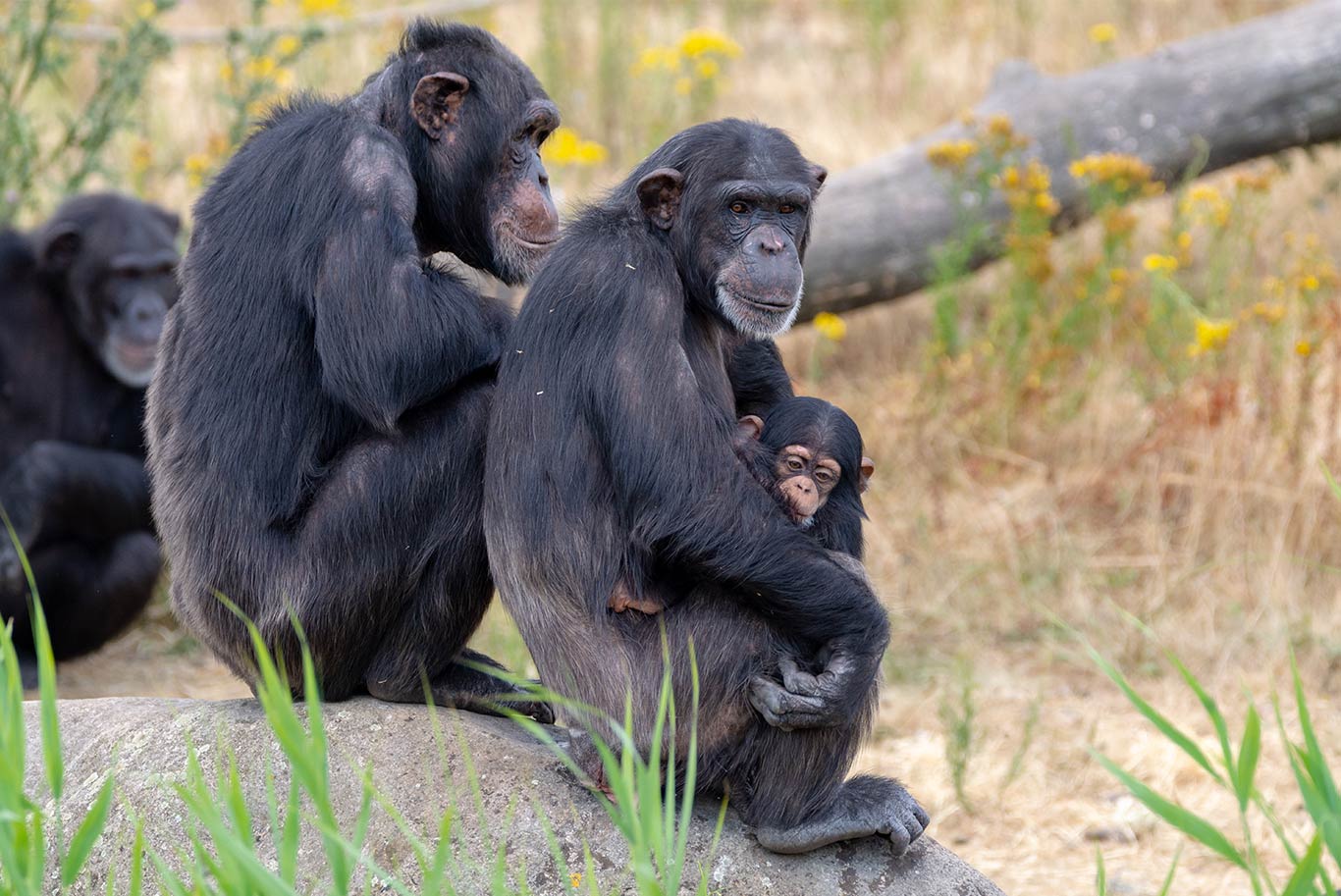 chimpanzee holding baby chimp