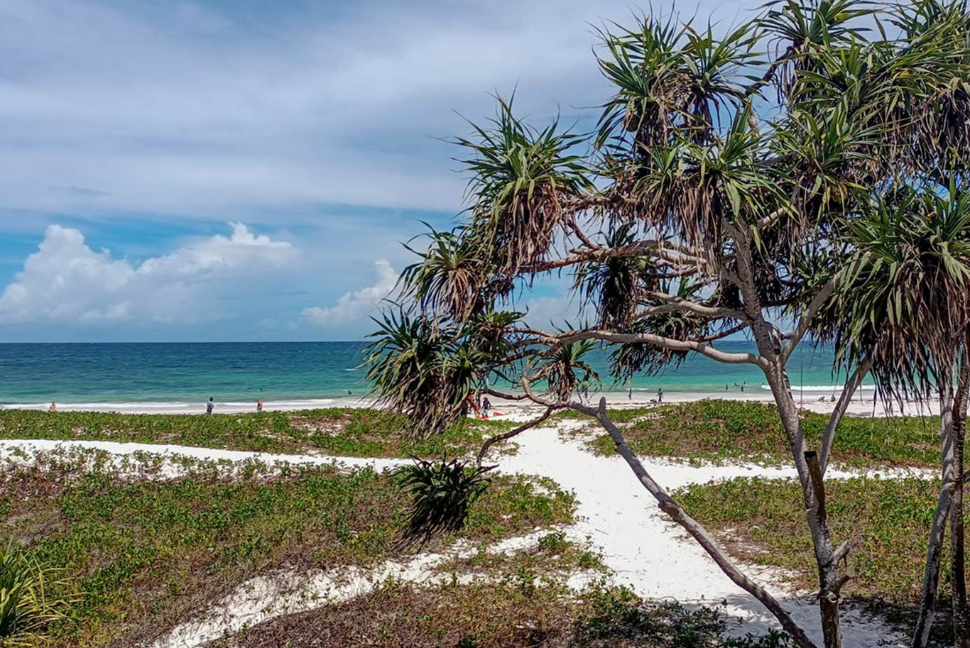 Coast with sand, trees, and water