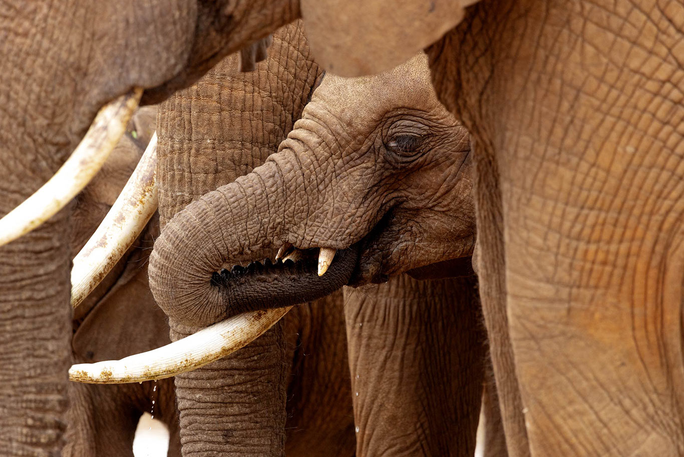 Elephants