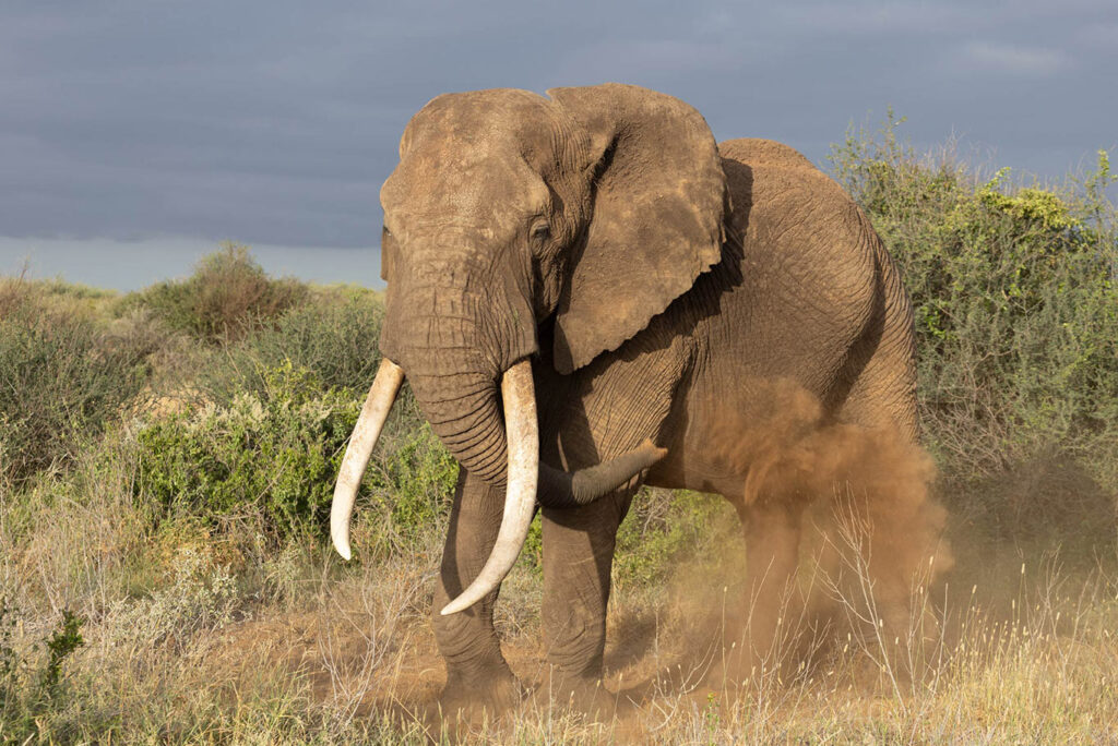 Elephant Dust Bathing