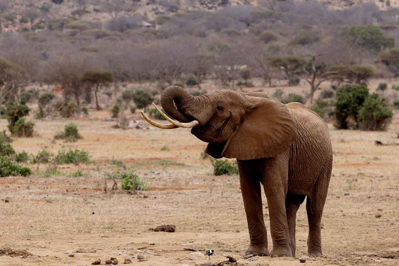 Elephant playing