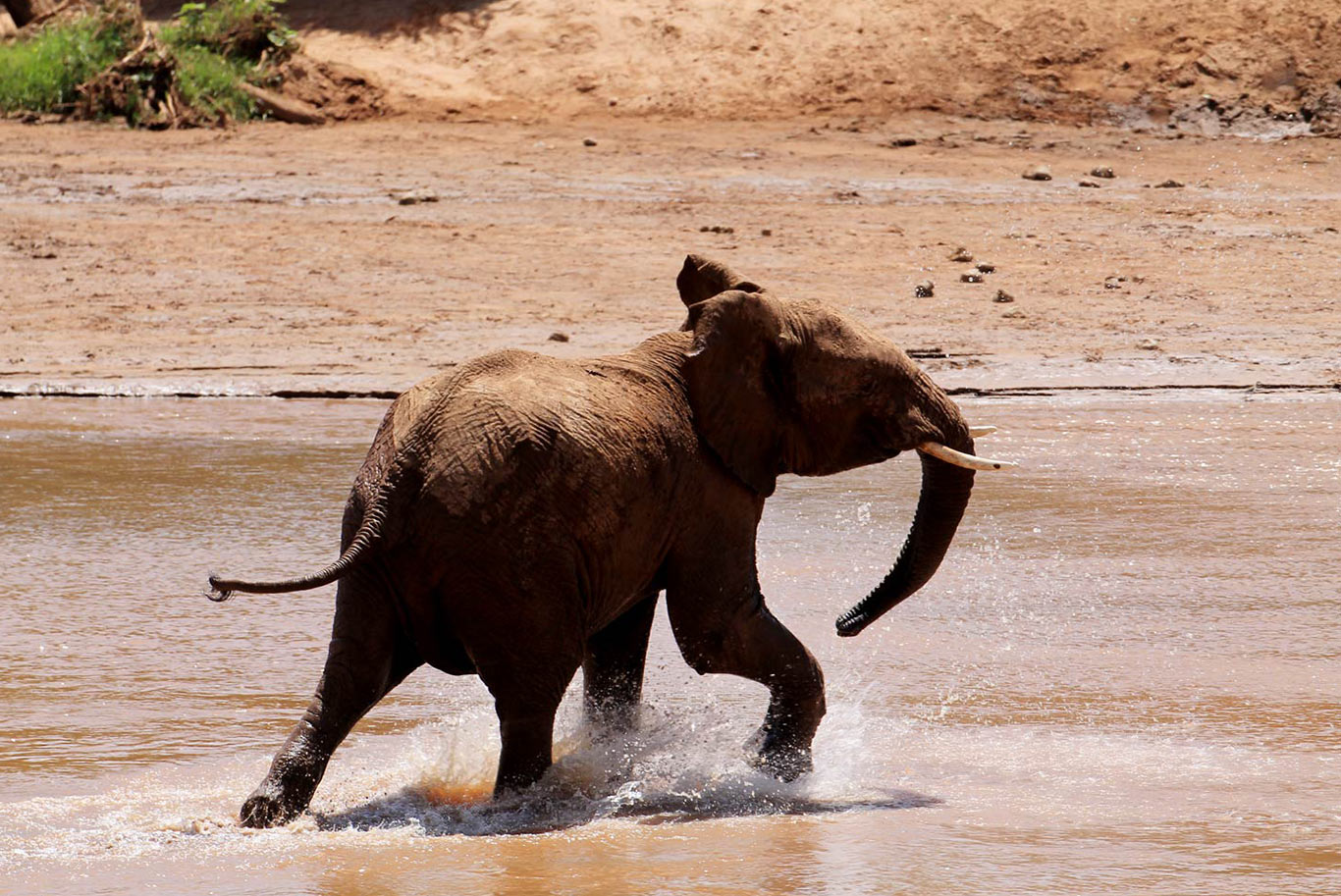 An elephant running through water