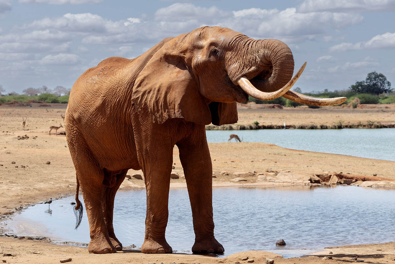 Elephant