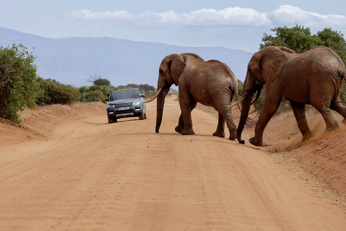 Elephants crossing a dirt road
