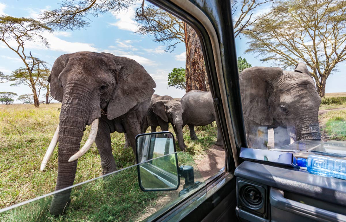 elephants