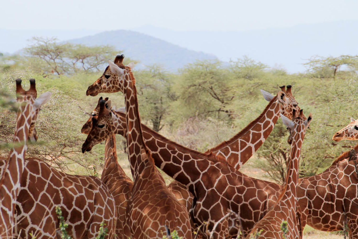 Herd of giraffe
