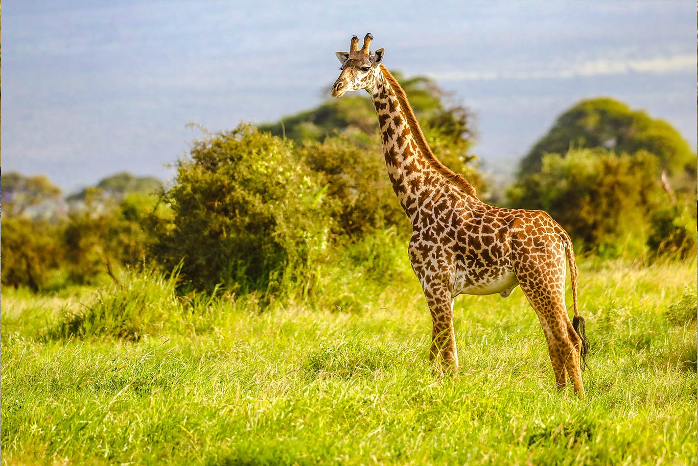 Giraffe on the plains