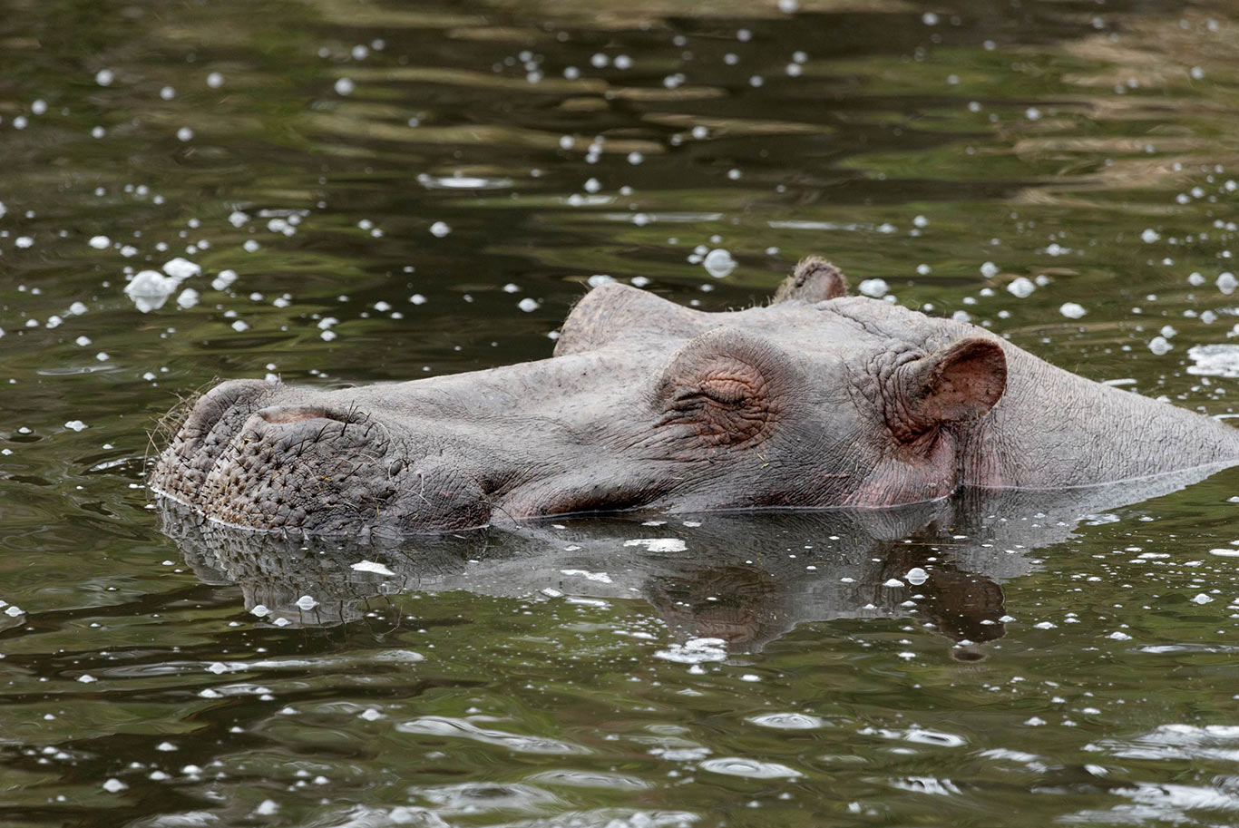 Submerged hippo in water