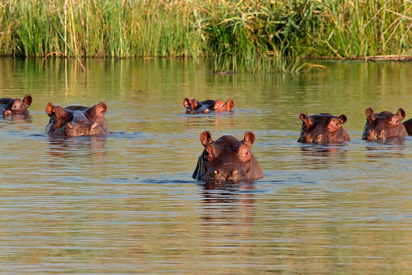 Hippos in a lake