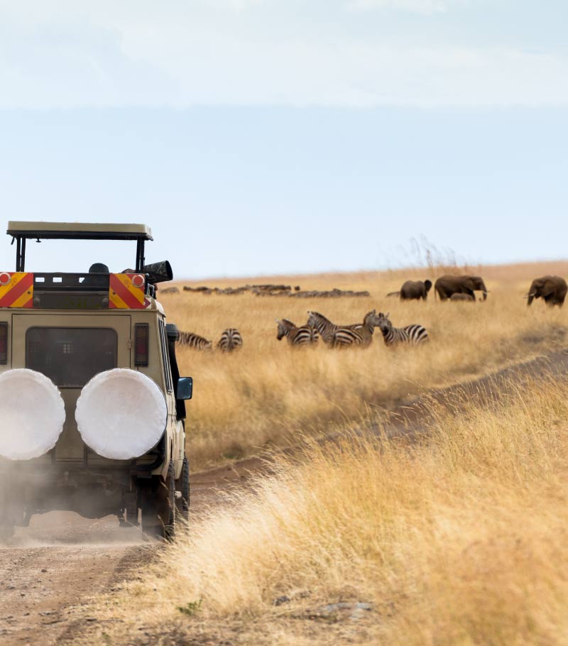 jeep safari