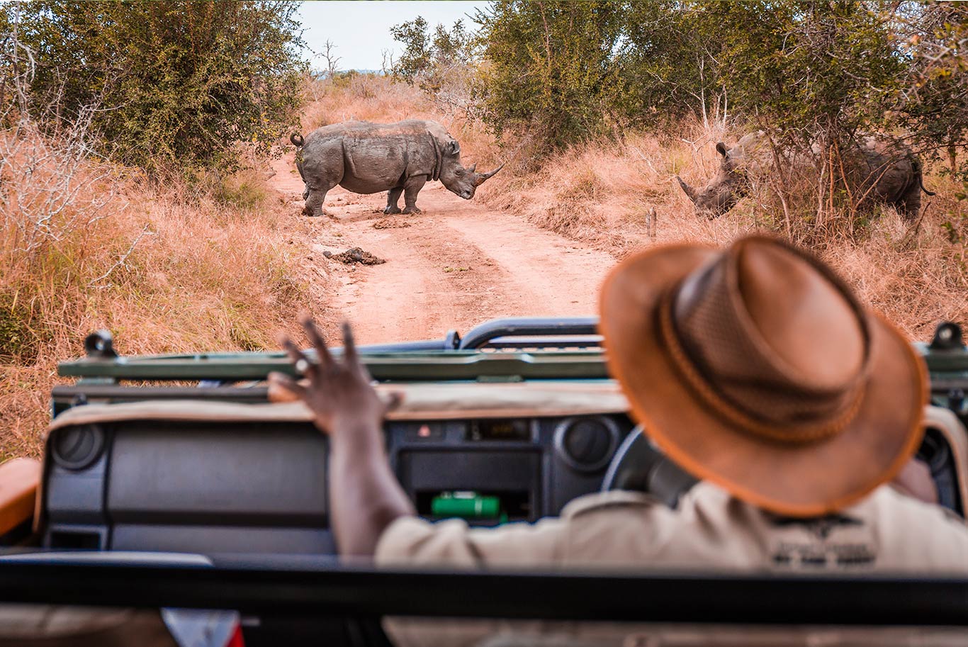 African safari tour viewing rhinos