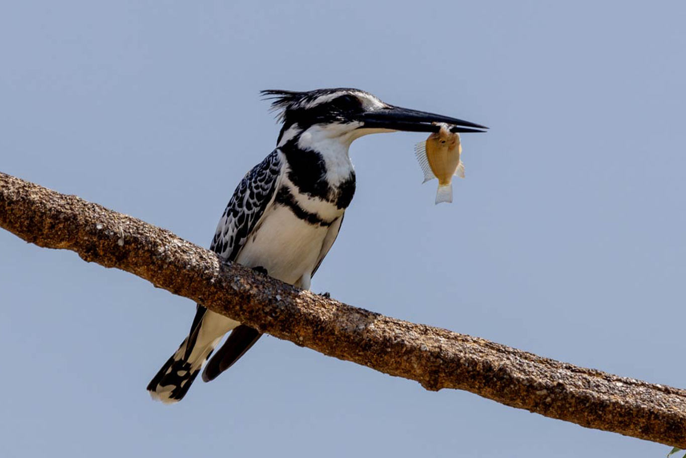 kingfisher