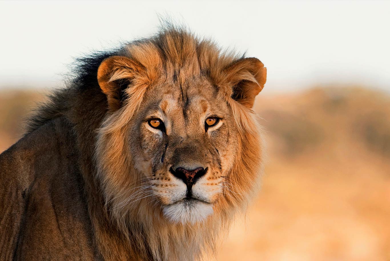 Lion on the plains