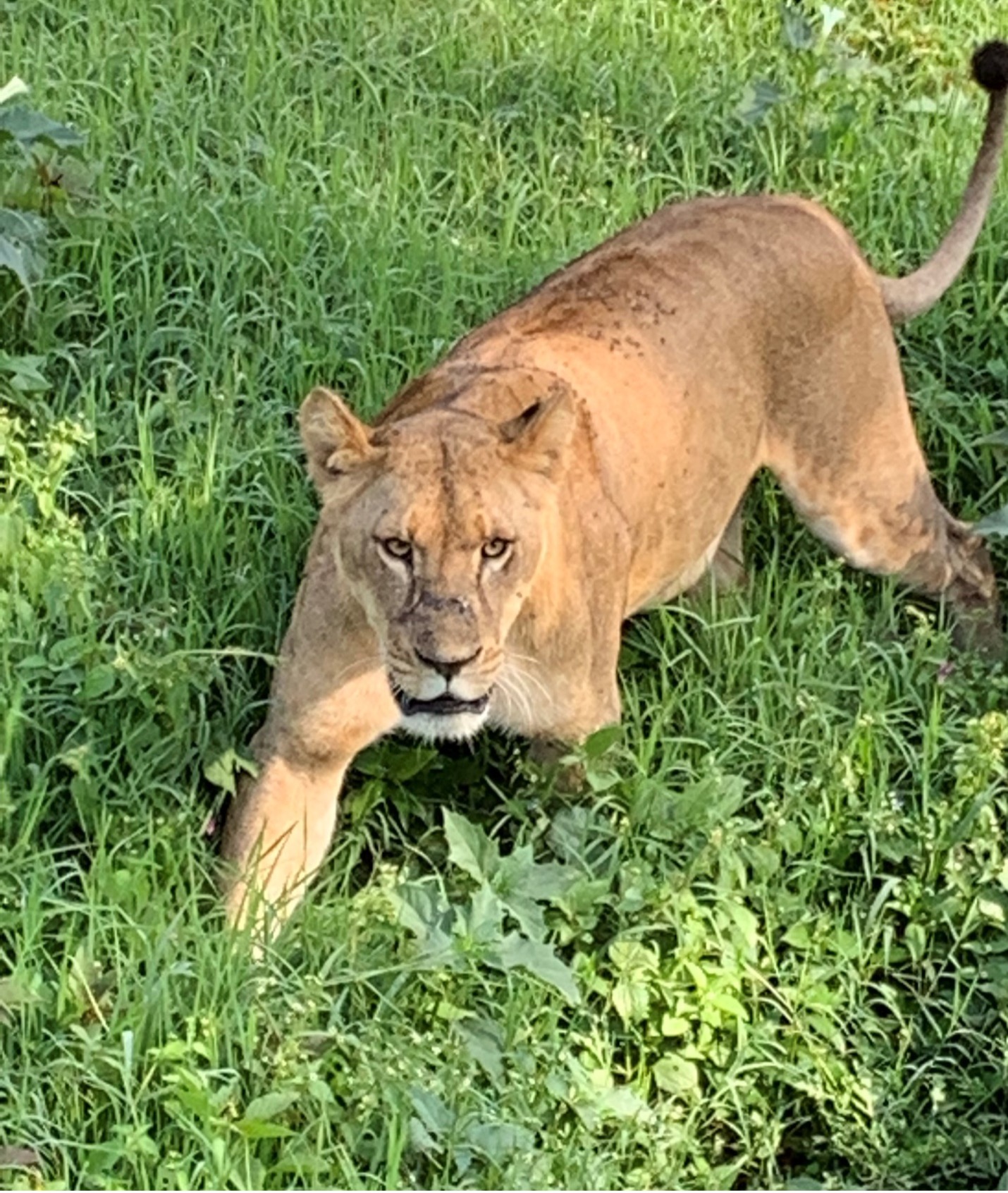 lion