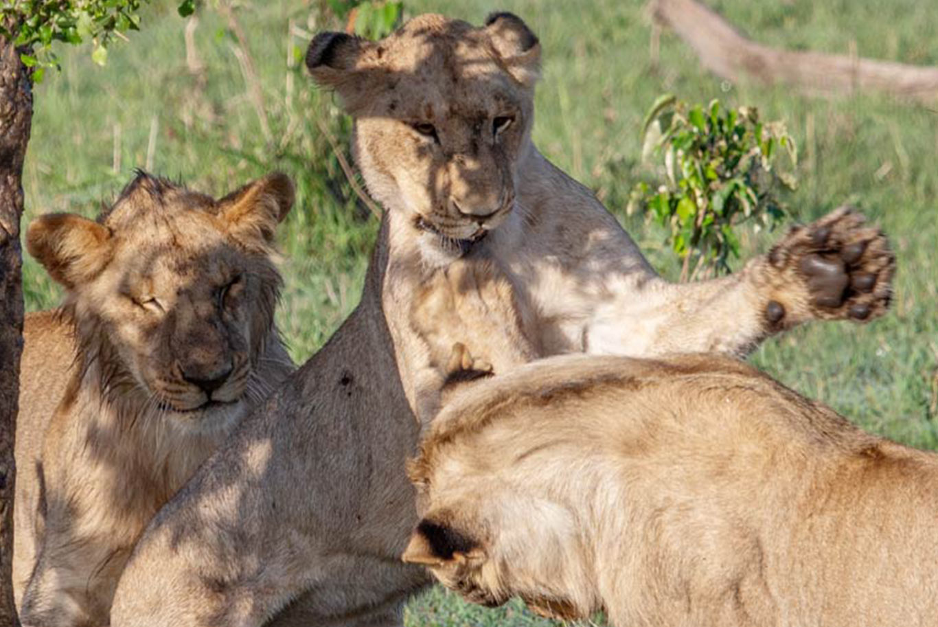 Three lions