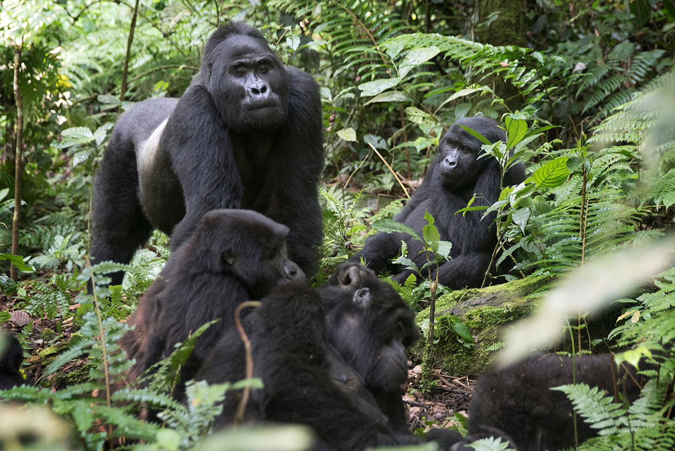 Gorillas in jungle