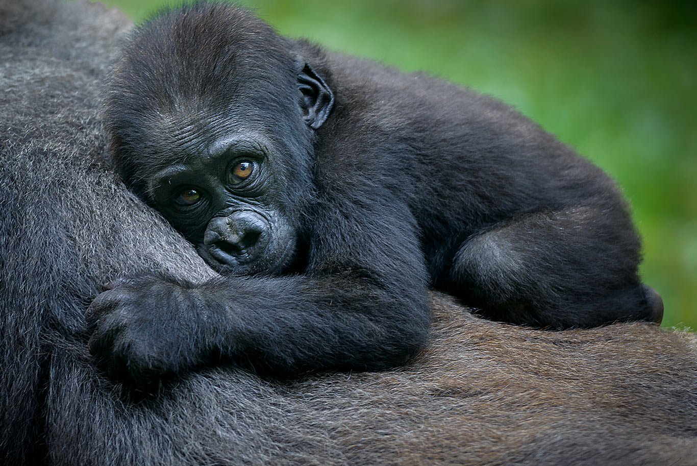 Baby gorilla