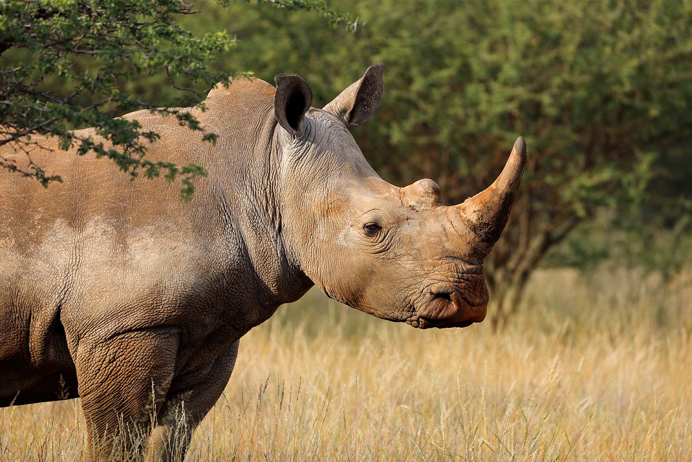 Rhino in the wild
