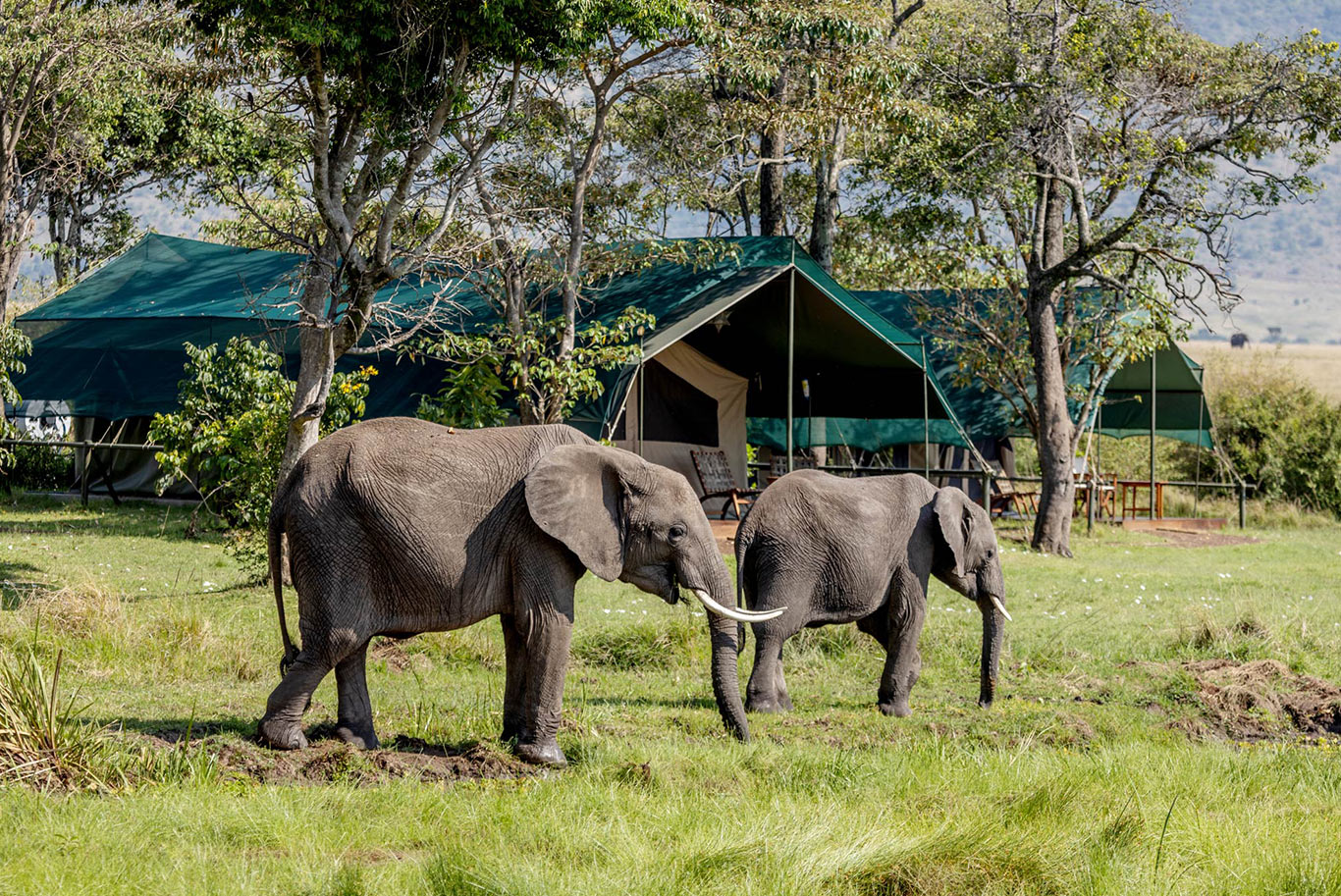Elephants walking through grass
