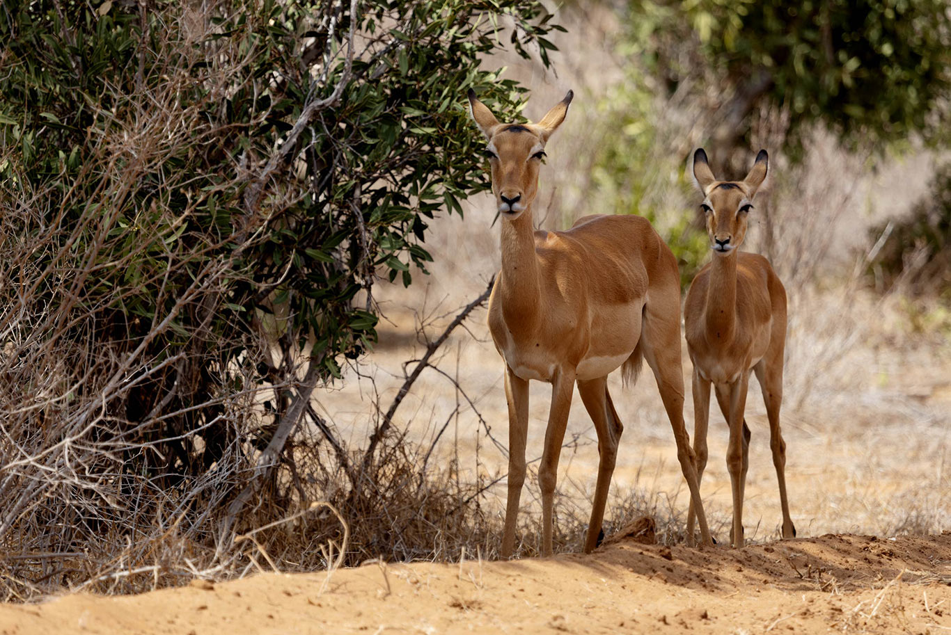 Antelopes