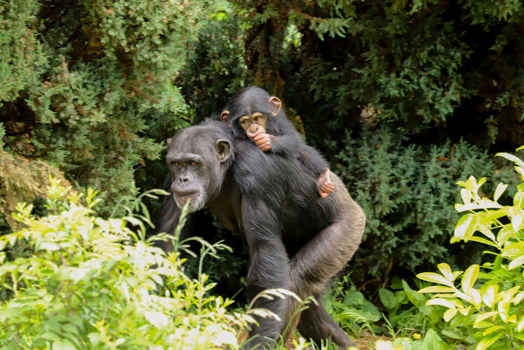 Chimpanzees in a forest