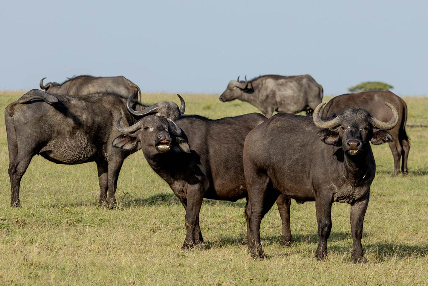 Water buffalo