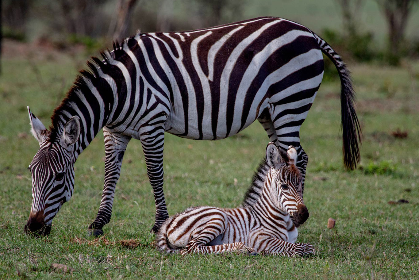 A mother and baby zebra