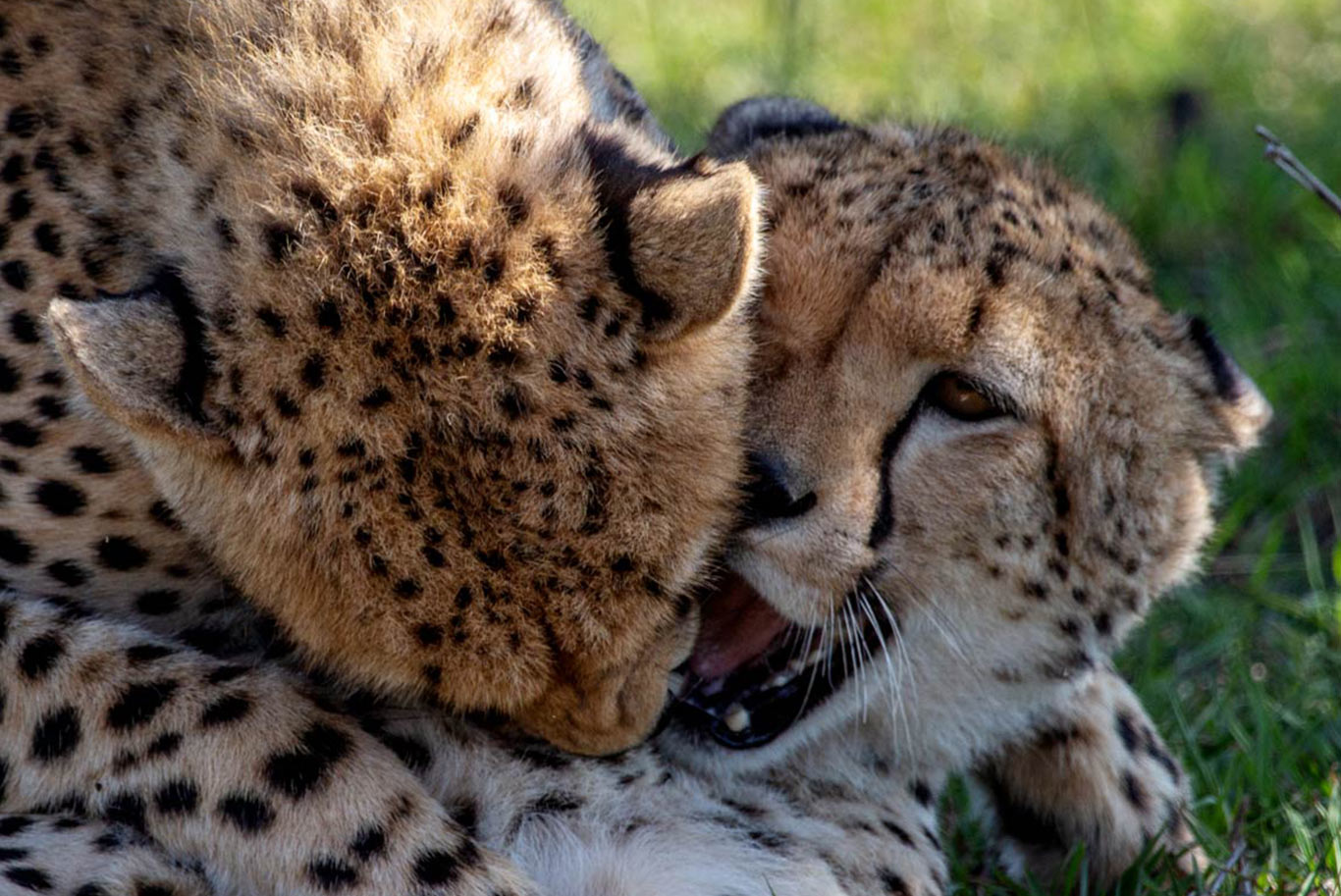 cheetahs playing