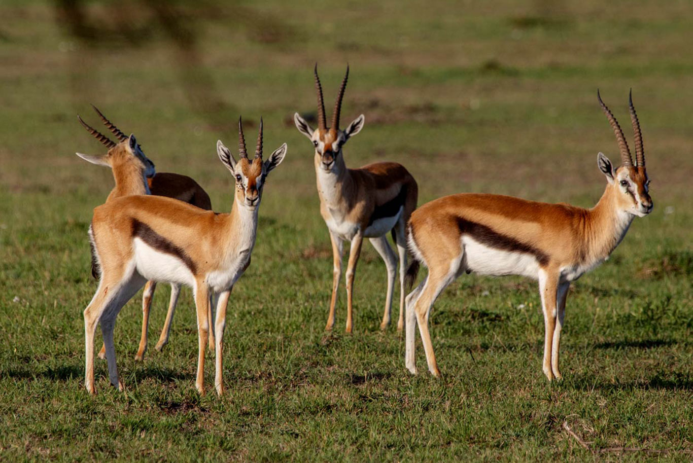 A group of antelope in a field