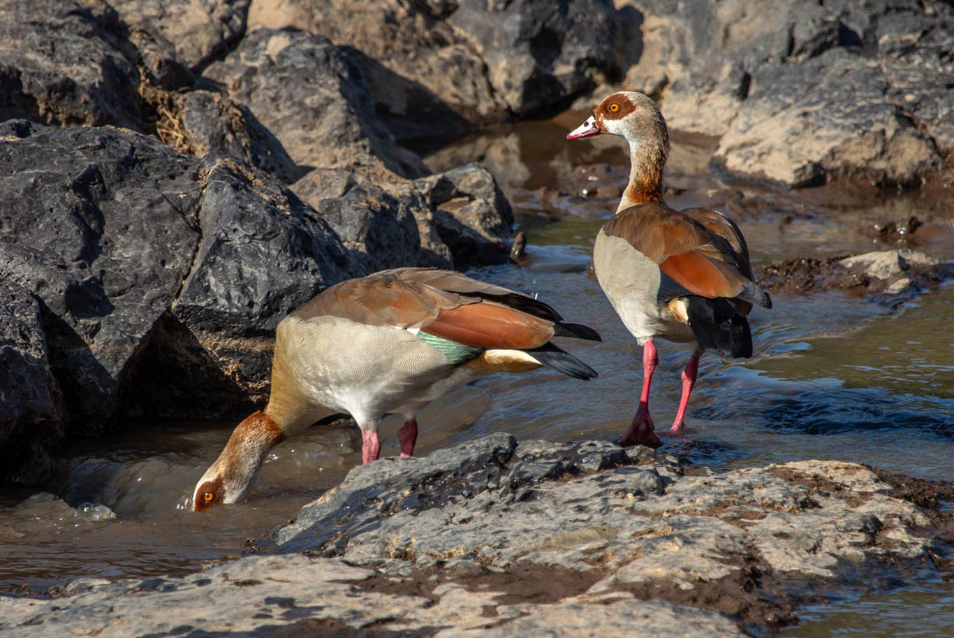 ducks