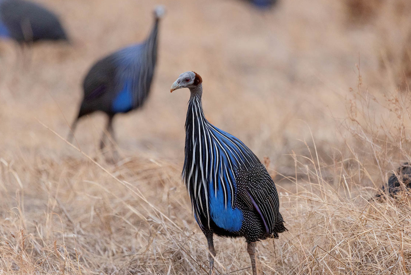 birds
