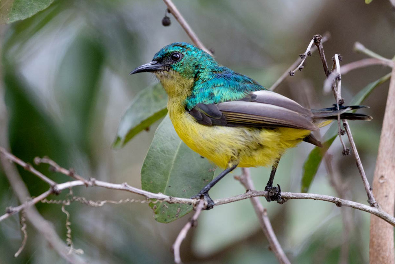 colorful bird