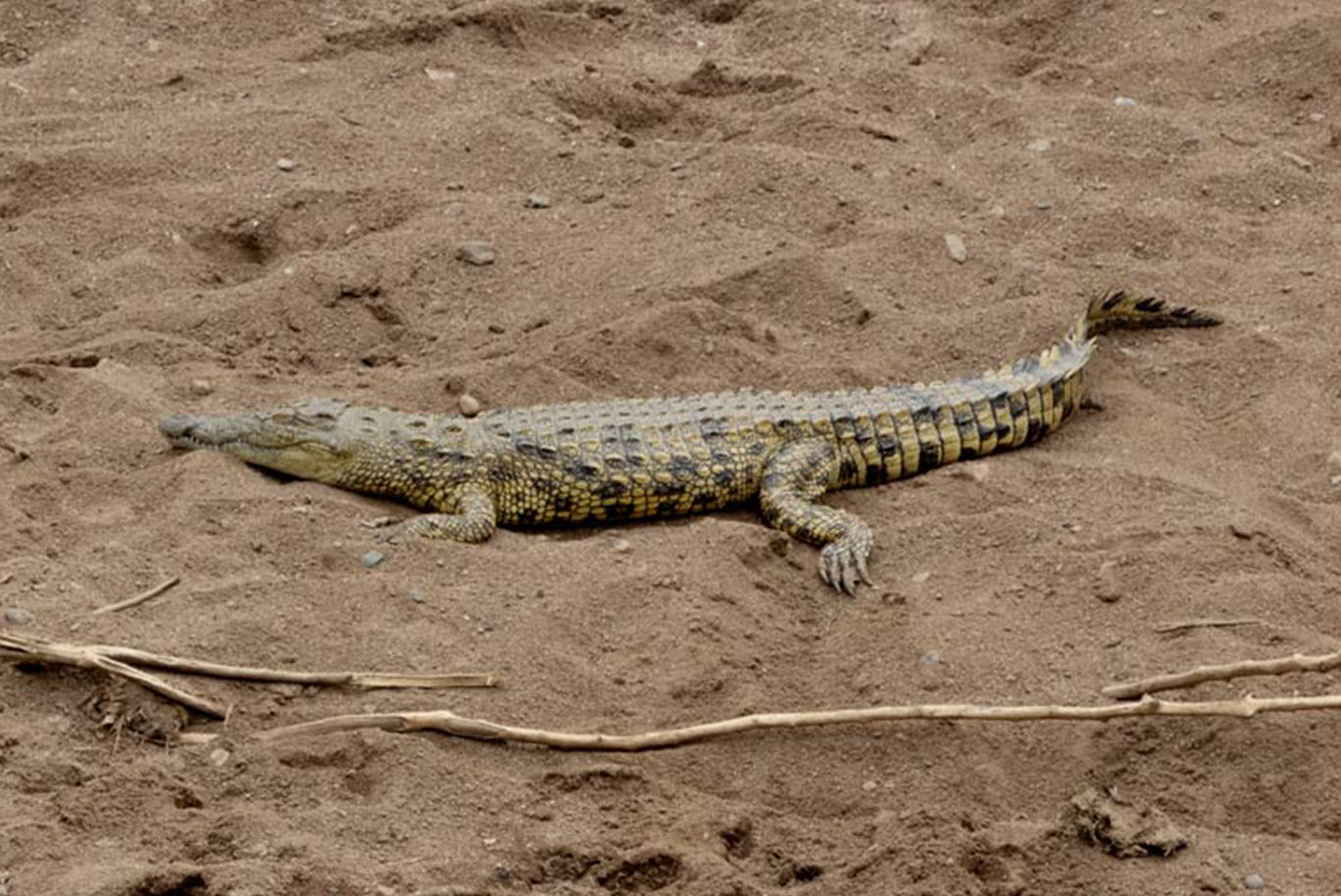 crocodile