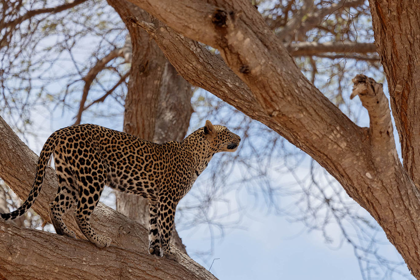 Leopard in a tree