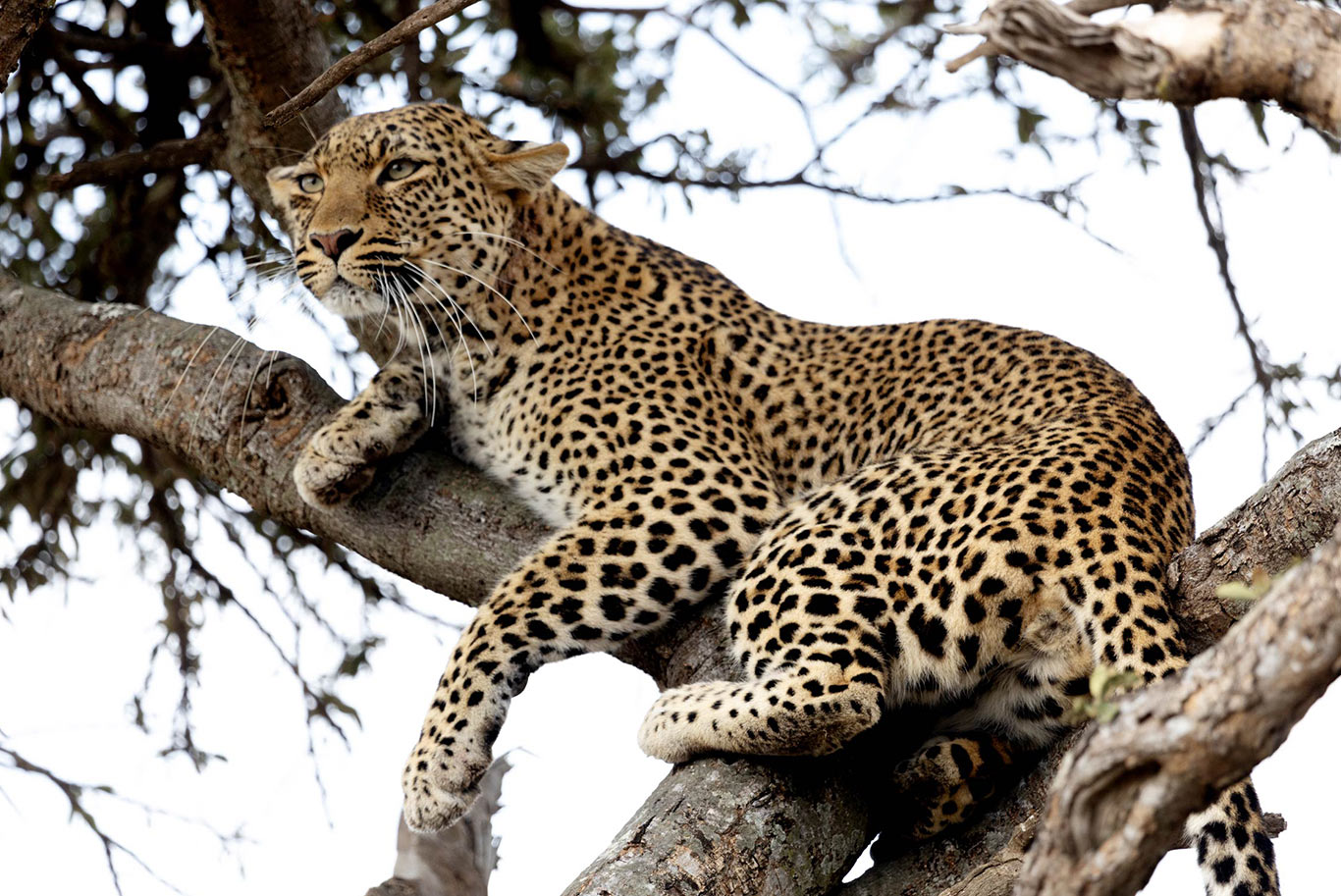 Leopard in a tree