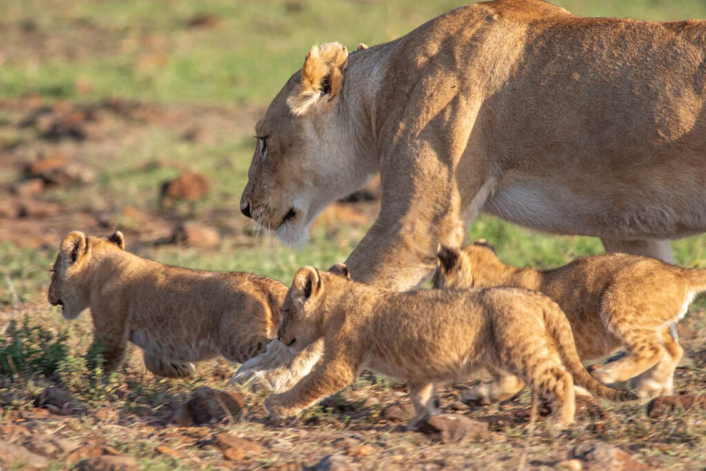 lion and cubs