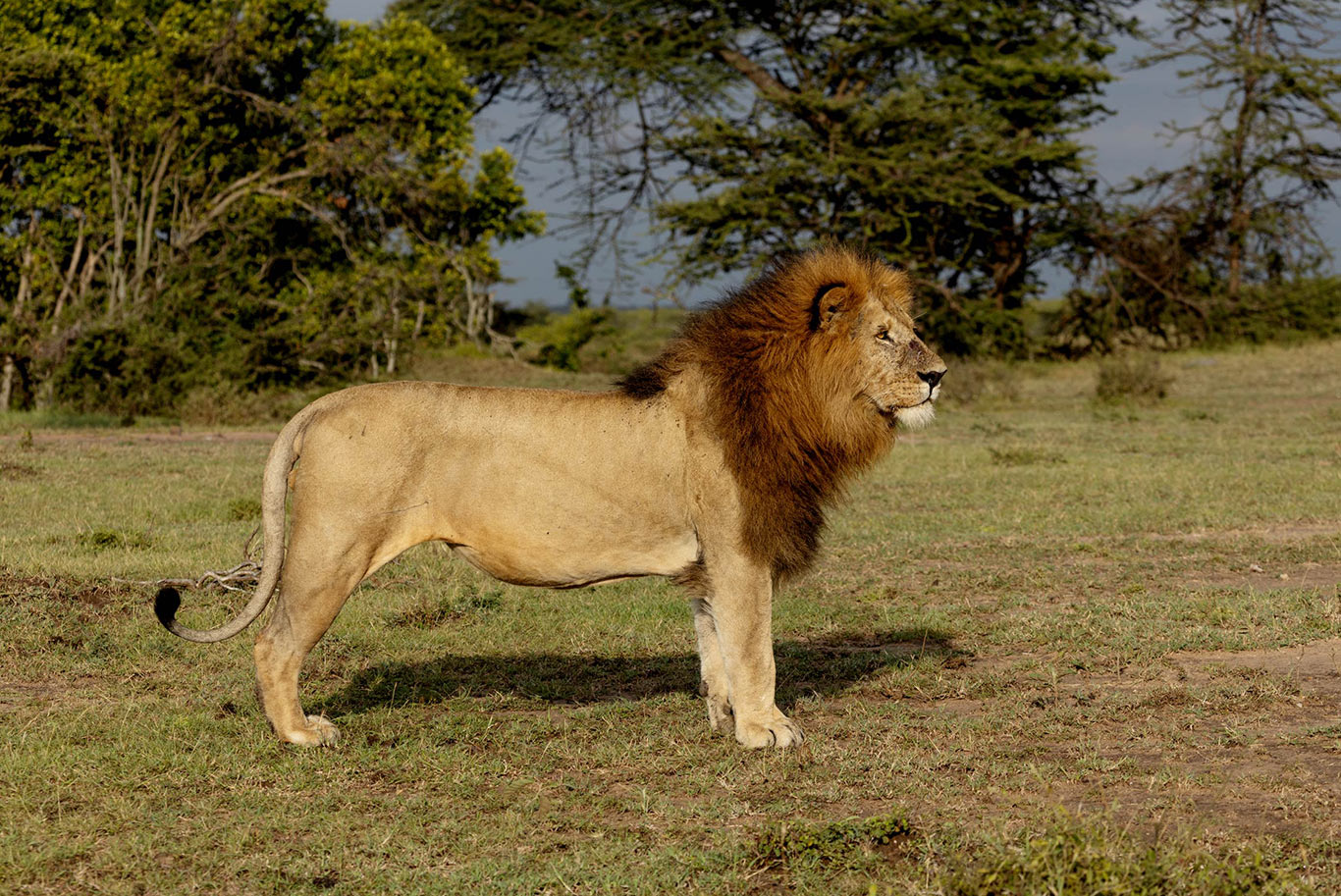 male lion