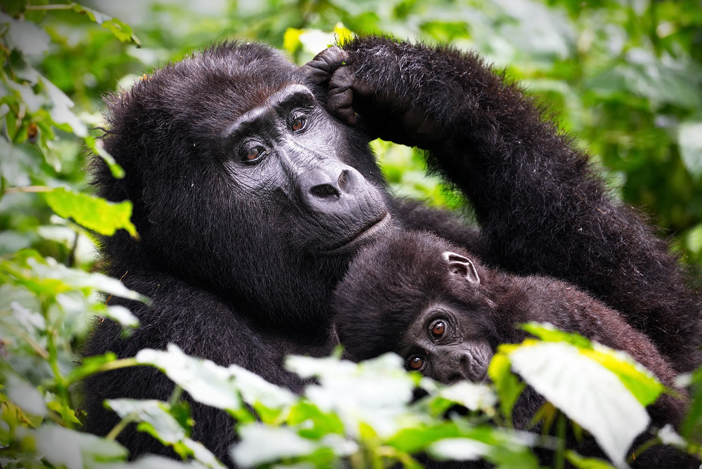 Mother gorilla holding baby gorilla