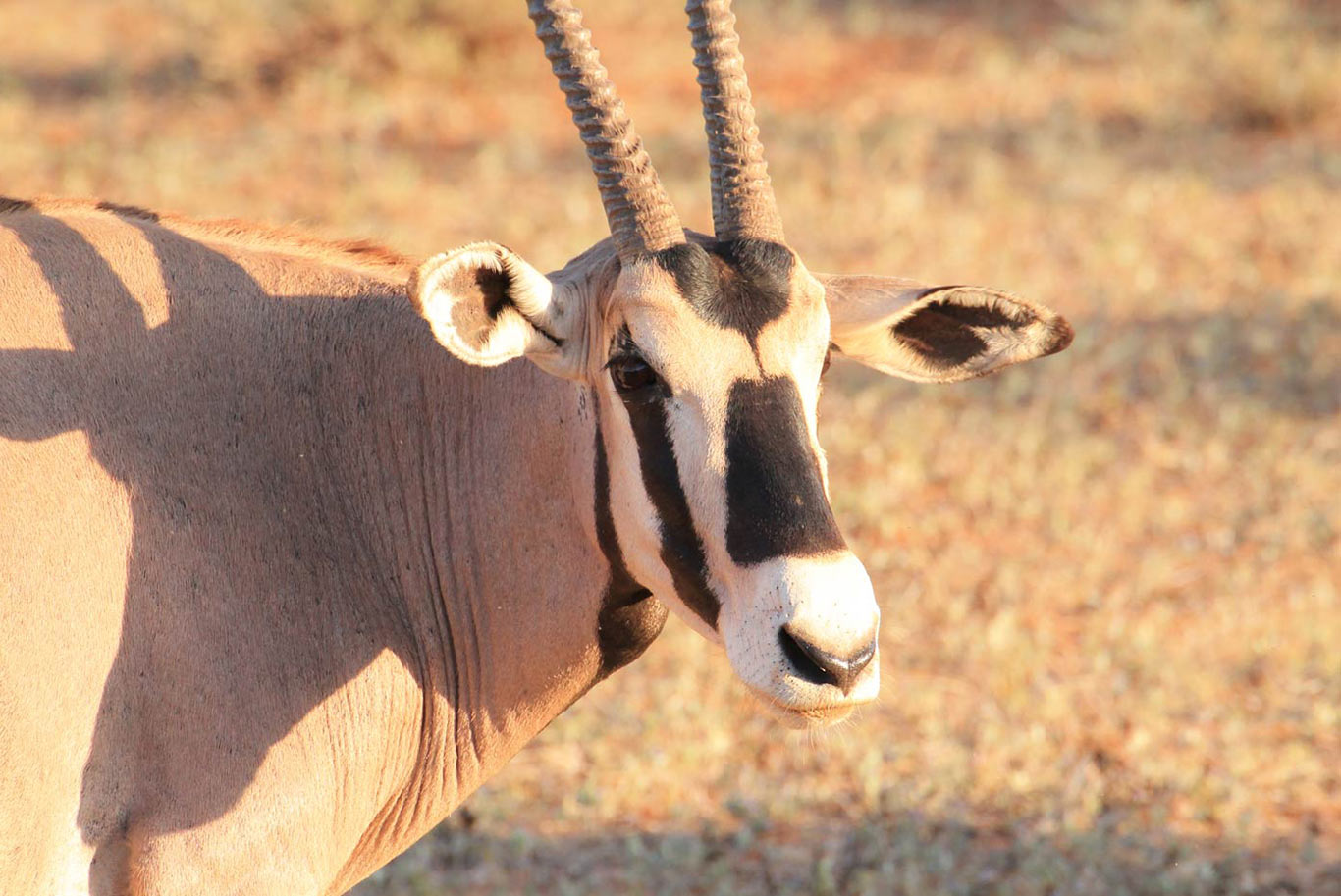 safari view of animals