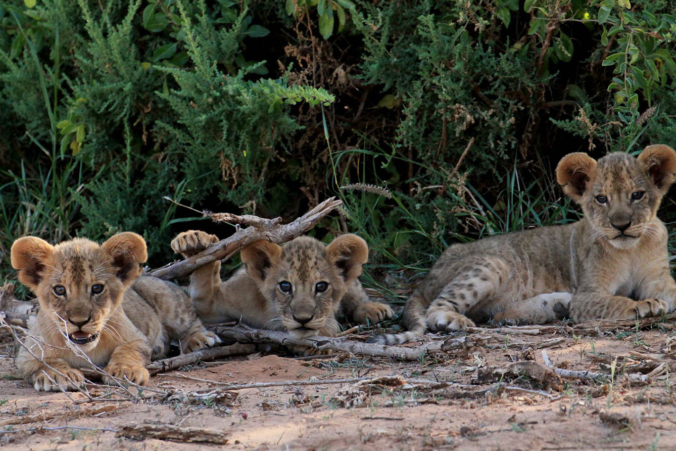 Three lion cubs laying on the shore, in front of a forest