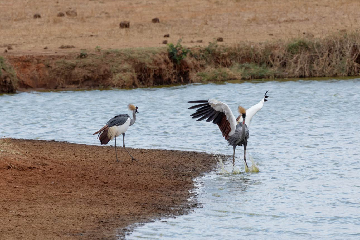 tsavo east
